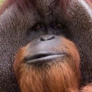 Meet your Posher, Gibux